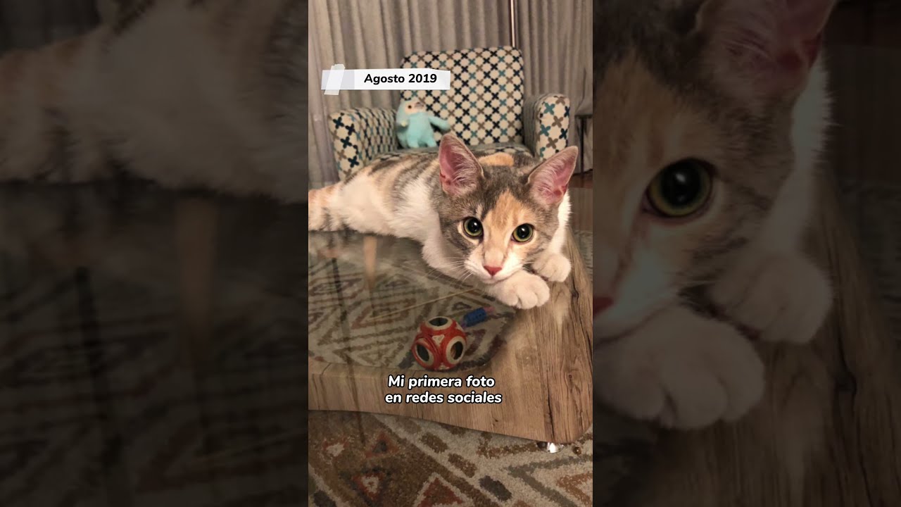 feliz dia del amor y la amistad animales
