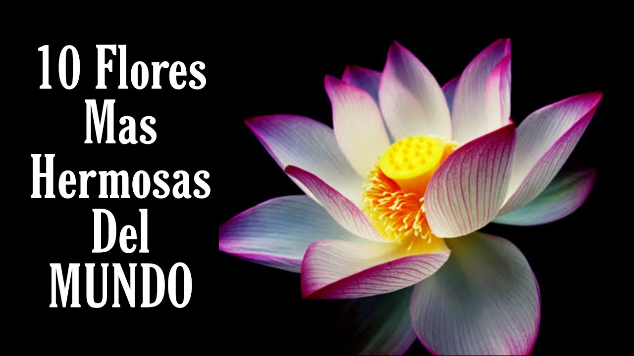 flores para la mujer mas hermosa del mundo