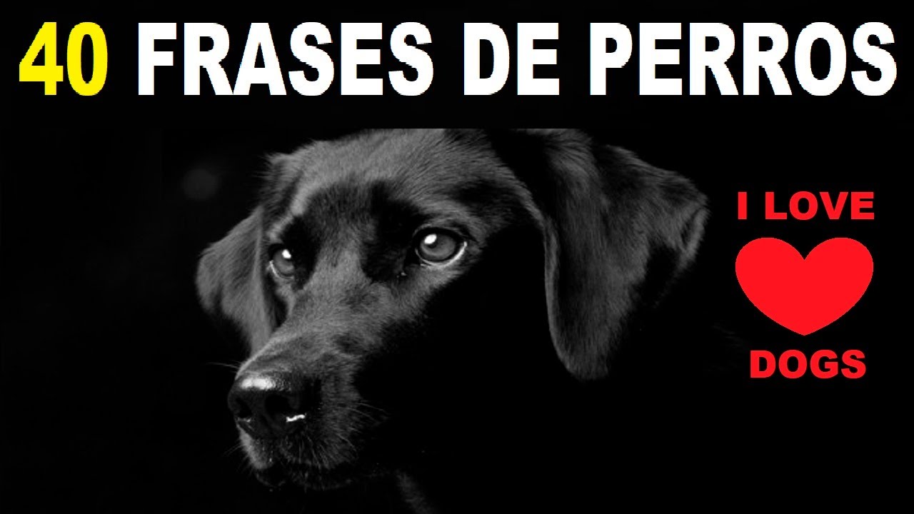 frases para personas que no le gustan los perros