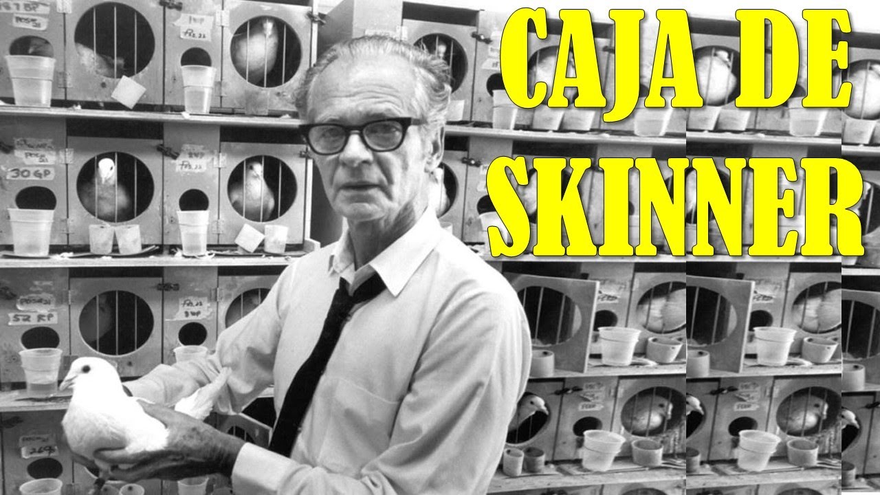 la caja de skinner experimento con palomas