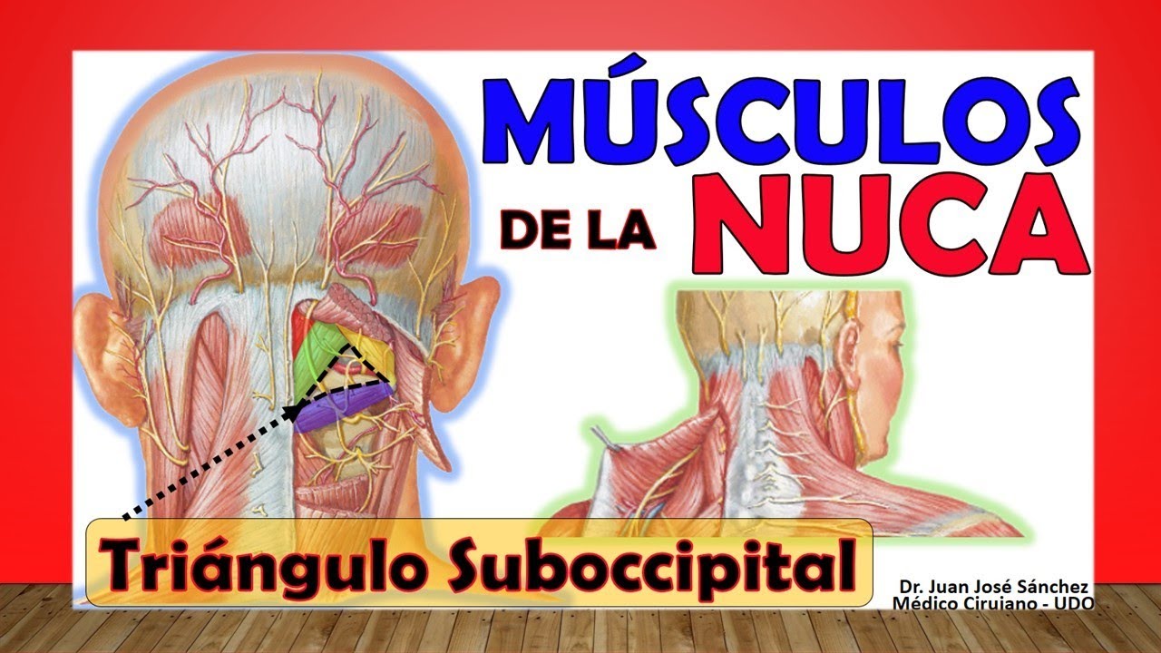 musculo ubicado en la parte posterior del cuello