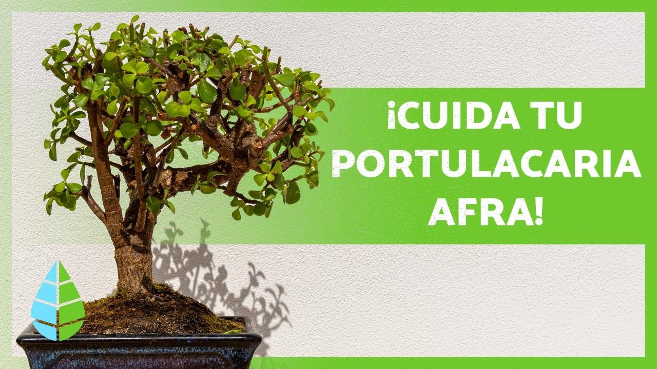 como cuidar el arbol de la abundancia