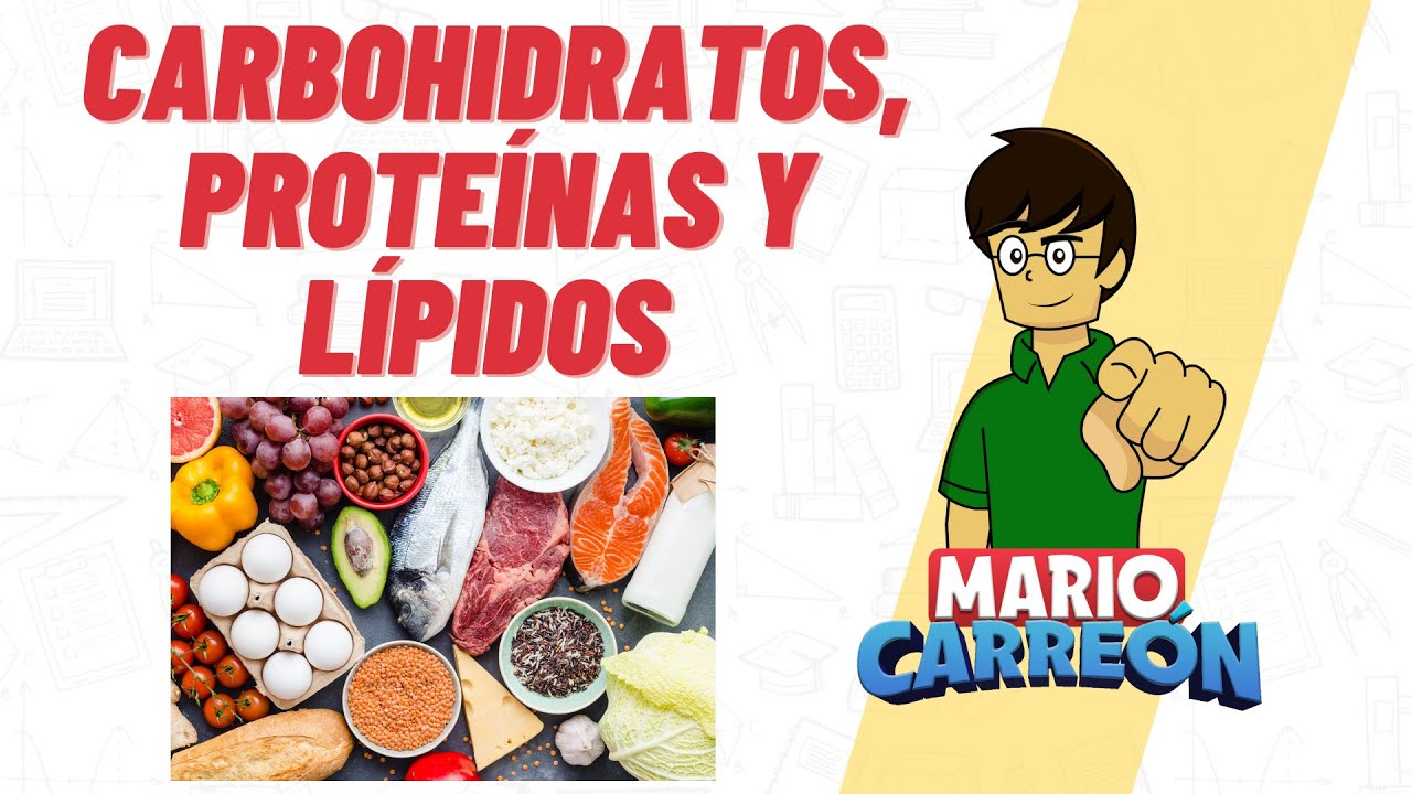 conclusion carbohidratos lipidos proteinas y acidos nucleicos