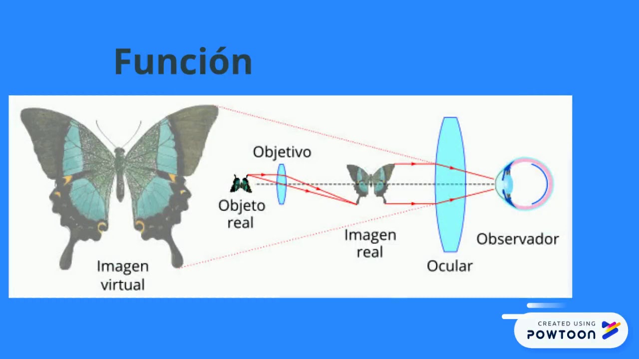 cual es la diferencia entre microscopio simple y compuesto