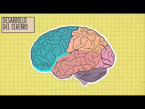 desarrollo fisico en la niñez media
