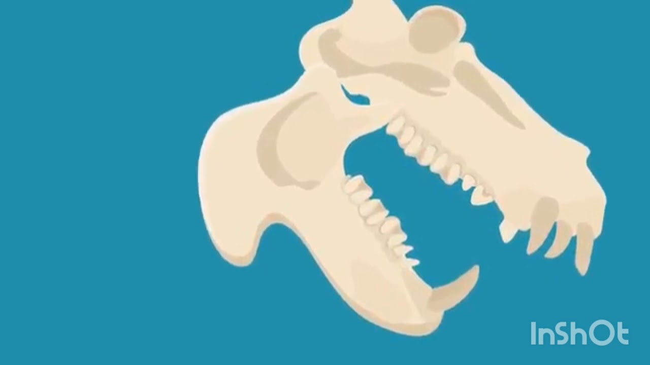 tipos de dientes de animales carnivoros