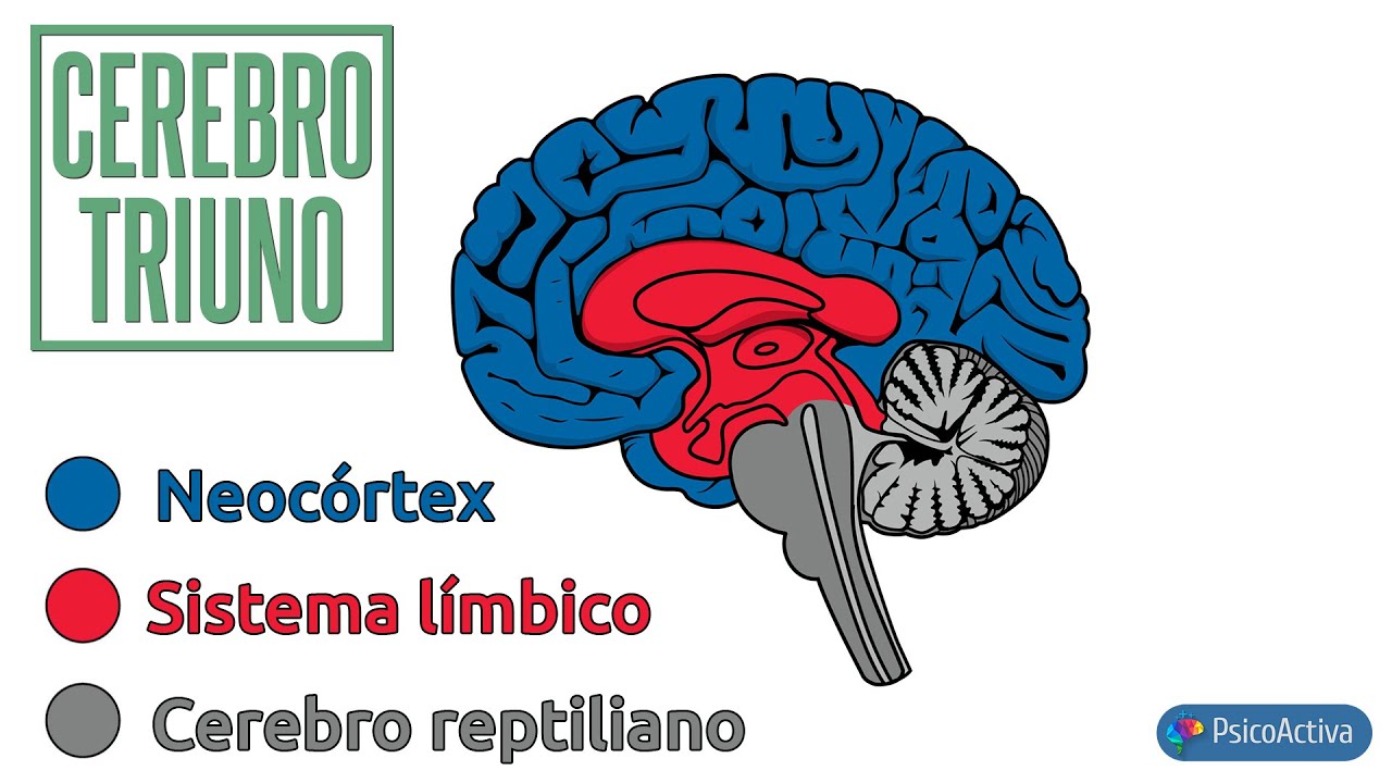 capa mas moderna evolutivamente del cerebro