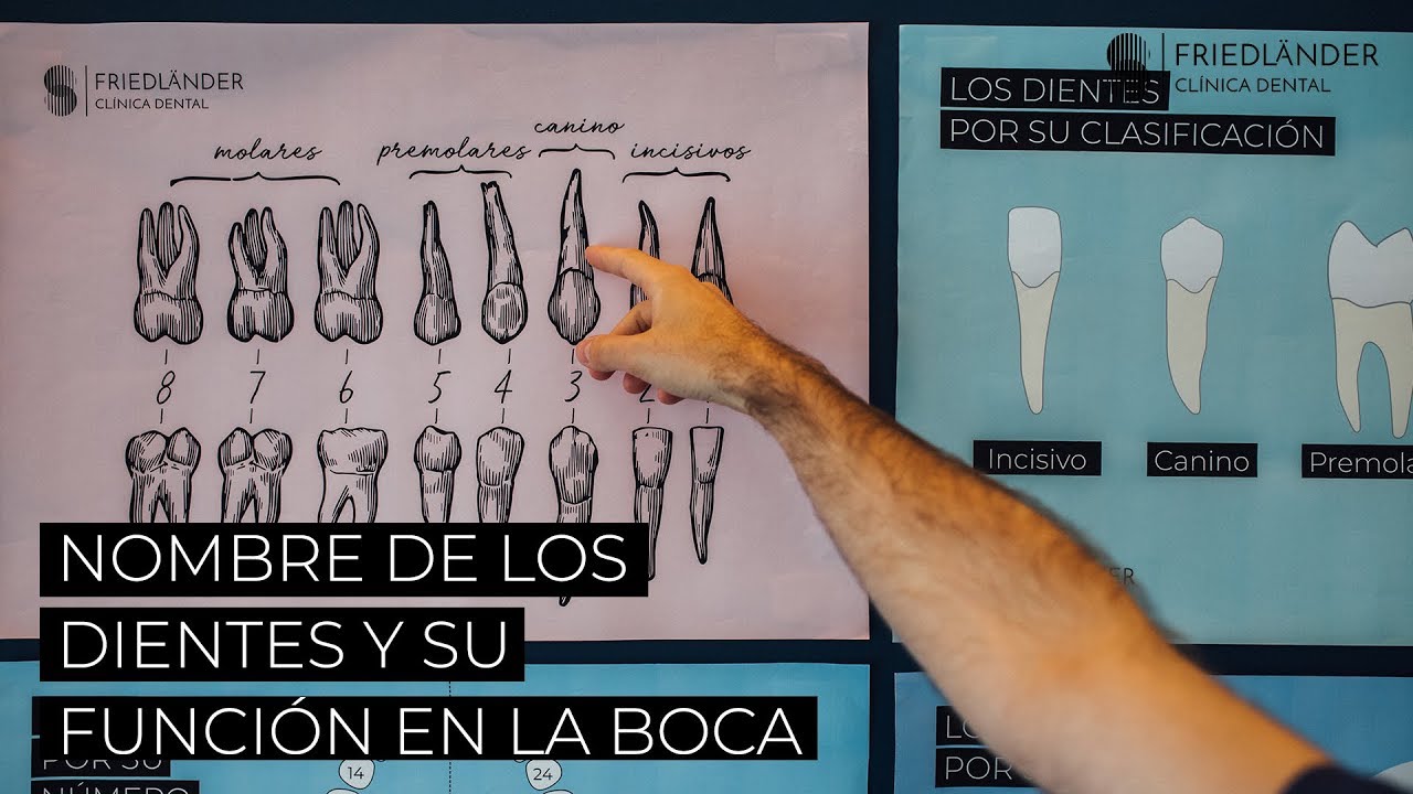 clases de dientes y su funcion