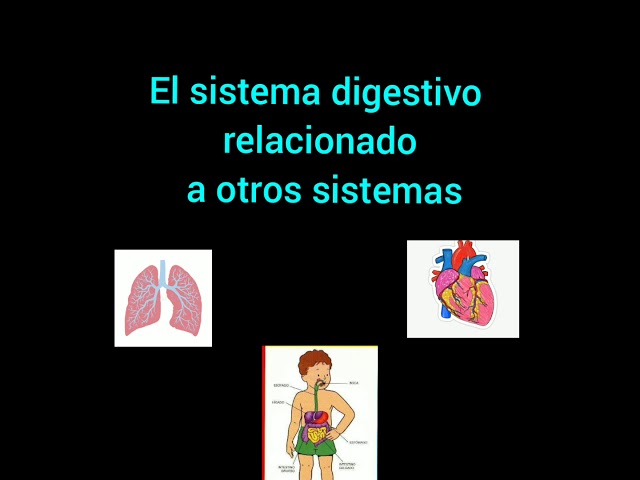 como se relaciona el sistema digestivo con los demas sistemas