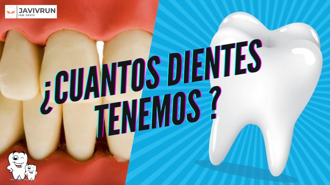 cuantos dientes tenemos los humanos en total
