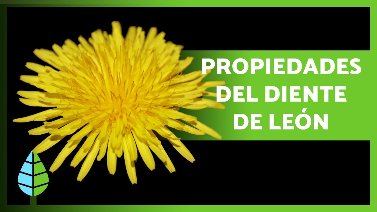 diente de leon para la piel