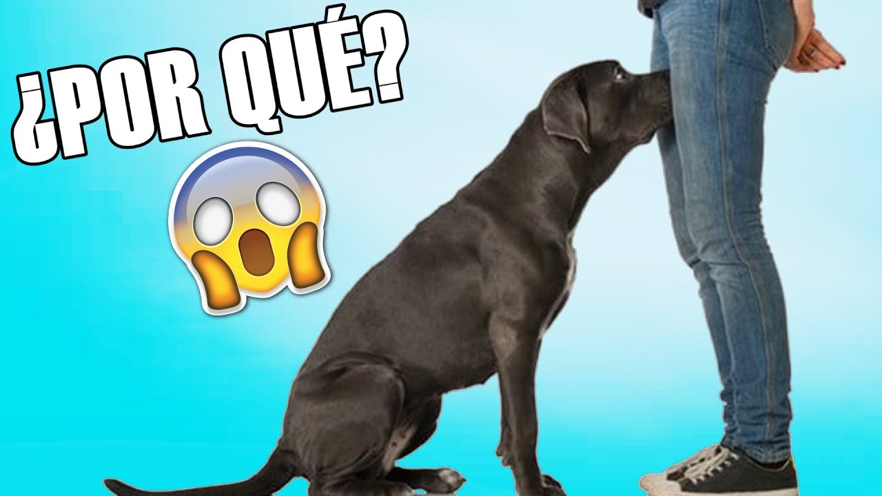 entrepierna del hombre o del animal