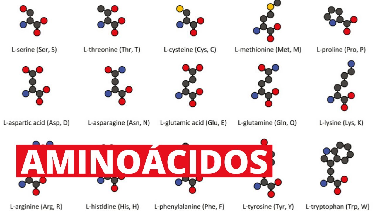 estructura química de los 20 aminoácidos