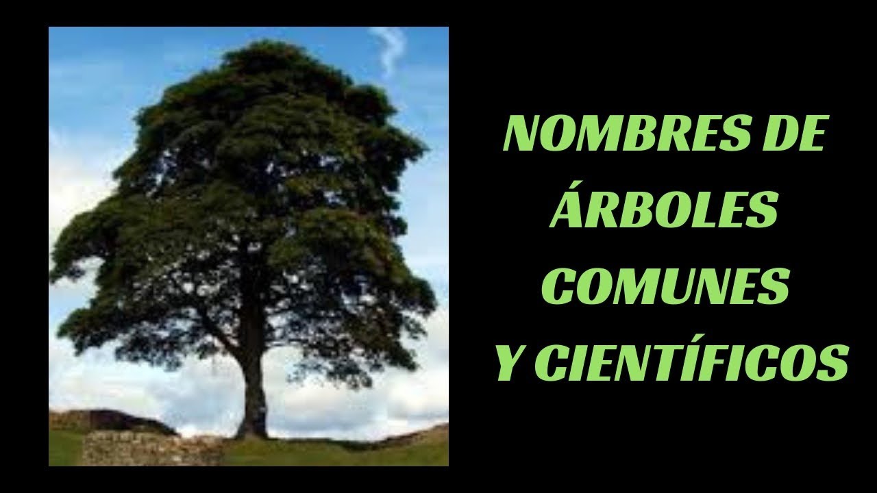 nombre de arbol de 4 letras