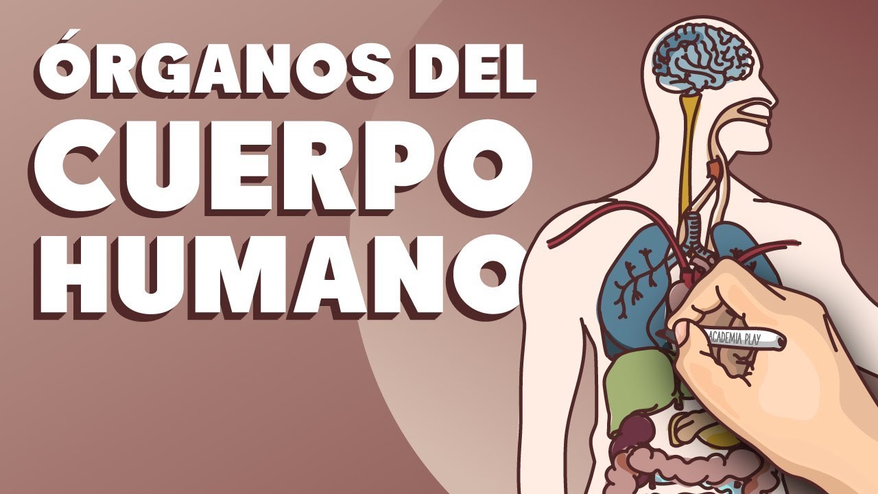 parte del cuerpo que cumple una función