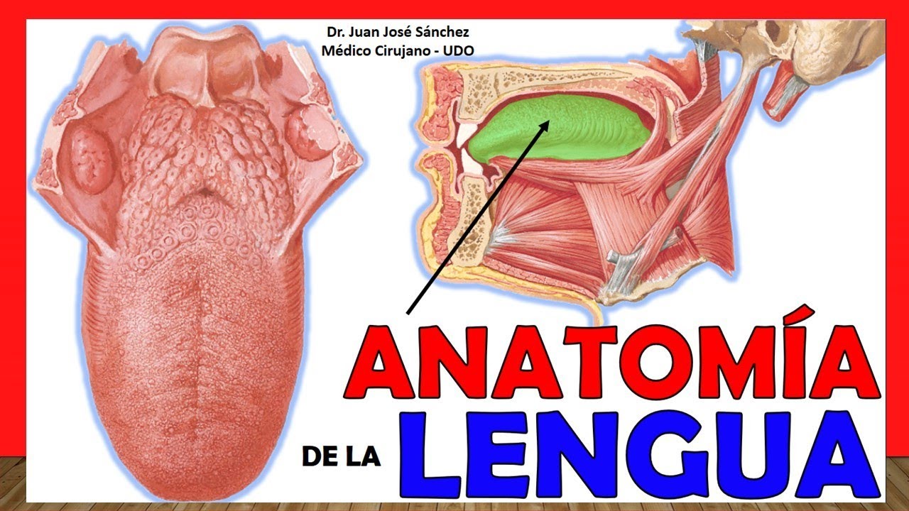 repliegue de la base de la lengua